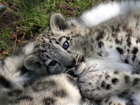 Baby Snow Leopards Wallpaper