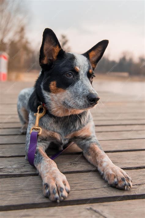 Dog Blue Heeler
