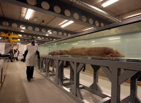 First-Ever Footage of Colossal Squid Captured in Deep Sea - tovima.com