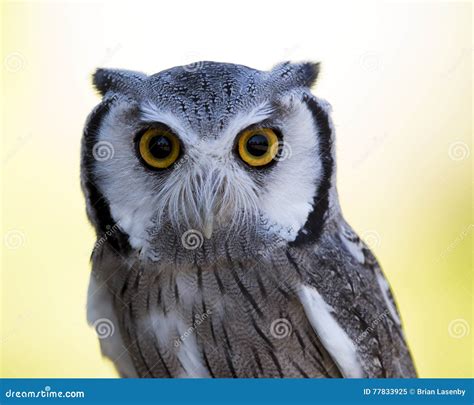 Closeup of a Northern White-faced Owl Stock Image - Image of leucotis ...
