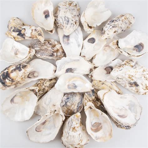 30PCS Oyster Shells Flat & Concave 4"-5" Large Oyster Shells for Crafts ...