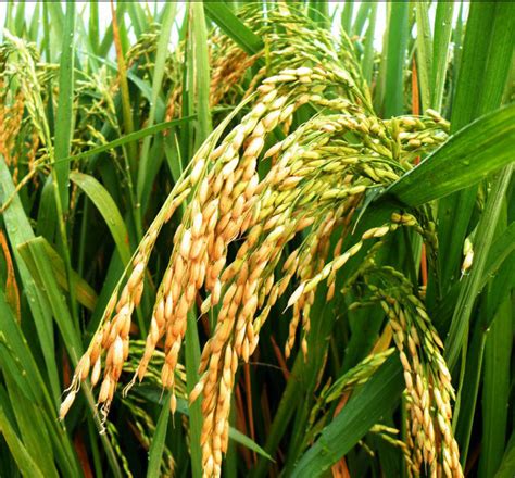 杂交水稻高产品种有哪些？_百度知道