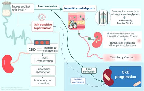 The Interplay Between Dietary Sodium Intake and Proteinuria in CKD - Kidney International Reports
