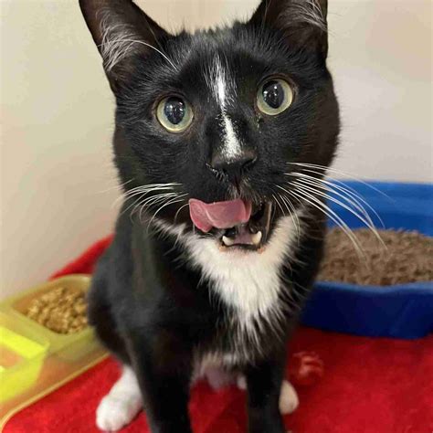 Dime 46874 – Humane Society of Wicomico County