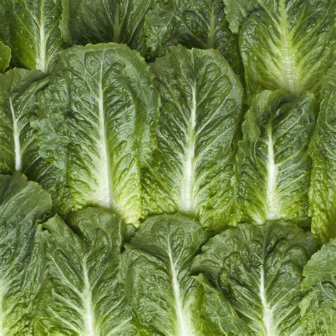 Romaine Lettuce - Vegetable Facts | Taylor Farms