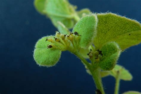Cissampelos pareira L. | Plants of the World Online | Kew Science