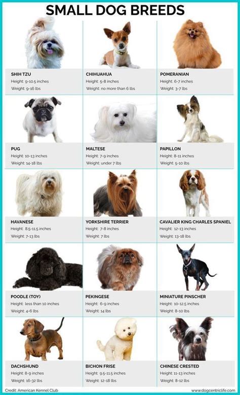 Small Breed Native to Asia Good Companion CodyCross
