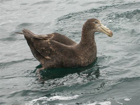 Top 10 Spectacular Birds of Antarctica - HubPages