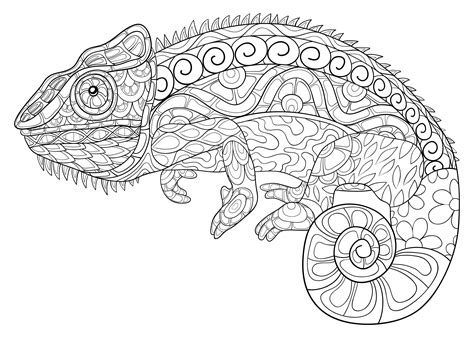 Coloring Pages Of Chameleons