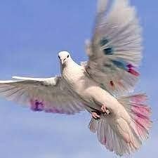 Worksheet with Solutions: हम पंछी उन्मुक्त गगन के- 2 - Hindi (Vasant II ...