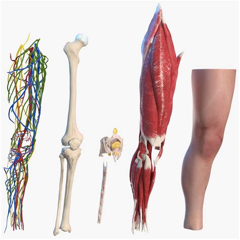 3D human knee joint anatomy model - TurboSquid 1619046
