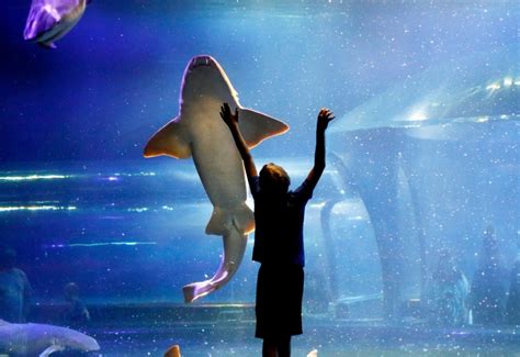 Oklahoma Aquarium, Bixby, OK: Information, Tickets and Reviews