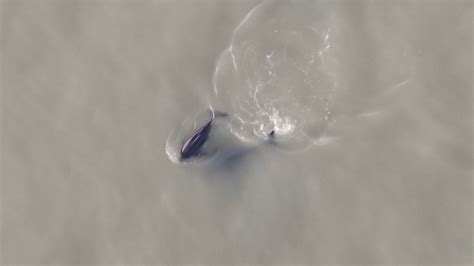 Groups of endangered Yangtze finless porpoises spotted in E China - CGTN