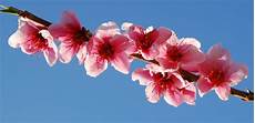 sfondi fiore gocce di note fiori rosa fiori di pesco lucio battisti sfondi fiore gocce di note fiori rosa fiori di pesco lucio battisti