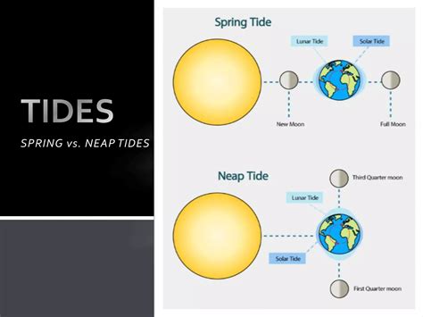 The Moon and Tides - Spring vs. Neap Tides | PPTX