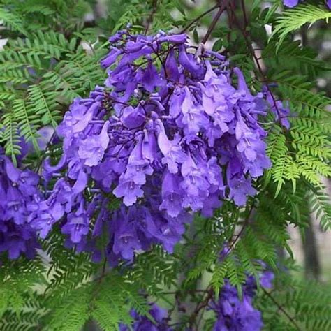 Jacaranda Mimosifolia Neel Mohar Live Plant : Amazon.in: Garden & Outdoors