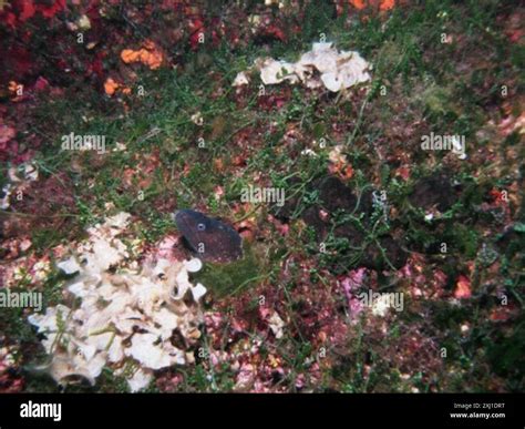 Mediterranean Moray (Muraena helena) Actinopterygii Stock Photo - Alamy