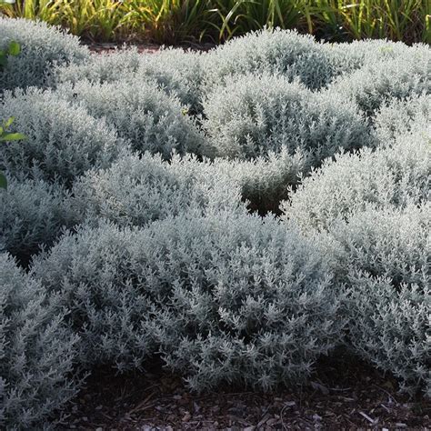 Buy cotton lavender Santolina chamaecyparissus: Delivery by Waitrose Garden