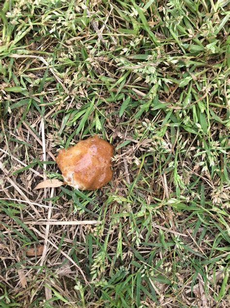 Image result for Normal Chicken Poop