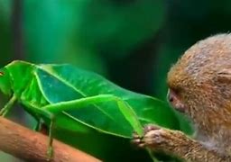 Image result for Pygmy Bunnies Hugging
