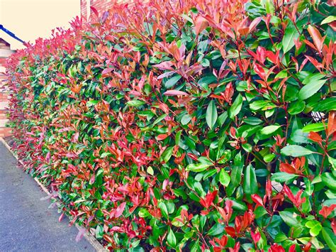 2 Red Robin Hedging Evergreen Photinia Plants Fast Growing Shrubs ...