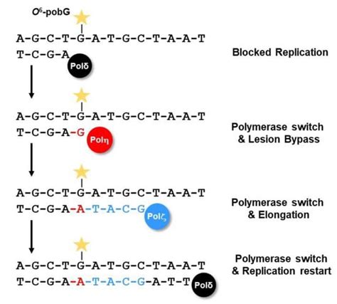 DNA Alkylation Damage by Nitrosamines and Relevant DNA Repair Pathways