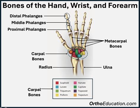 Anatomy of the Hand, Wrist, and Forearm - Hand Education