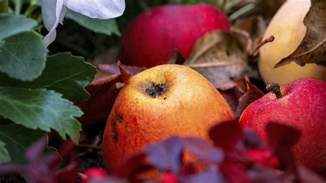Download wallpaper 2560x1440 apples, fruits, fallen leaves, autumn ...
