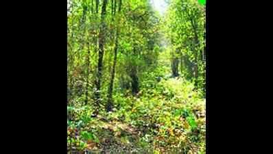 Report Card: Mammoth fires in summer a big blot for forest department ...