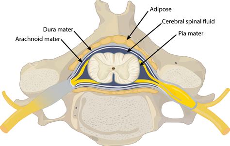 Spinal Tract Anatomy