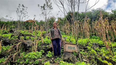 World Bee Day 2026: Vanishing Bees in Northeast India Expose a ...