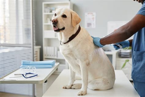Pyometra in Dogs | PetMD