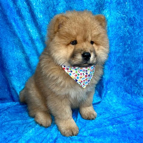 Chow Chow Blue