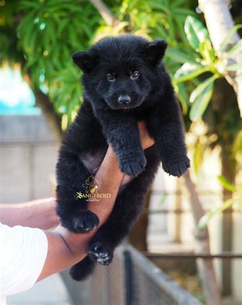 Black German Shepherd Puppies For Sale Call 9860777723