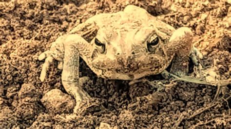 Do Toads Make Sounds 的图像结果