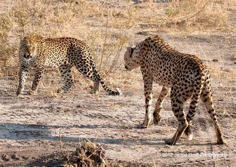 South African Cheetahs, Awaiting Translocation to India, Losing Fitness ...