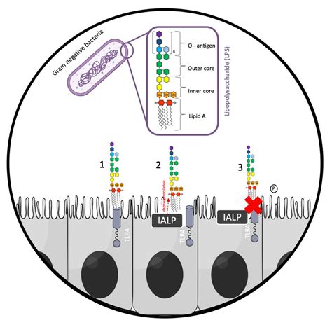 Intestinal Alkaline Phosphatase: A Review of This Enzyme Role in the ...