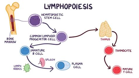 Image result for T Lymphocyte Development