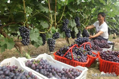 信阳这里的葡萄喜获丰收 平均亩产达两万多元（图）-今日头条