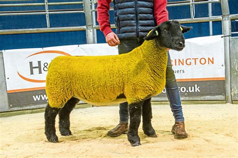 Forkins ewe lamb is the 17,000gn gem of Dark Diamonds Suffolk sheep ...