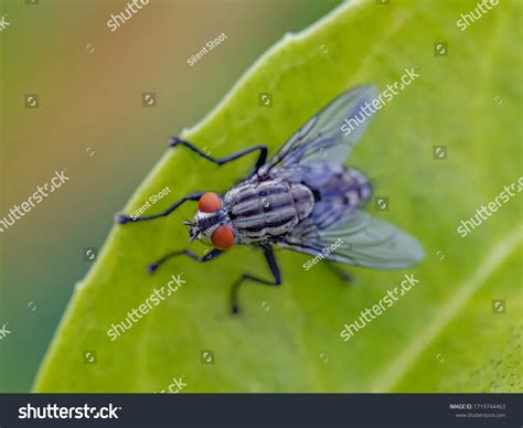 House Fly Eggs Look Like Small Stock Photo 1719744463 | Shutterstock