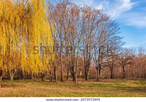 3,112 Willow Oak Stock Photos, Images & Photography | Shutterstock