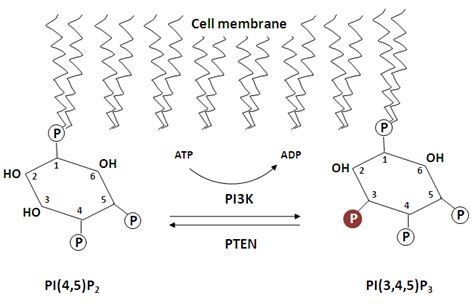Image result for Pi PIP2 PIP3