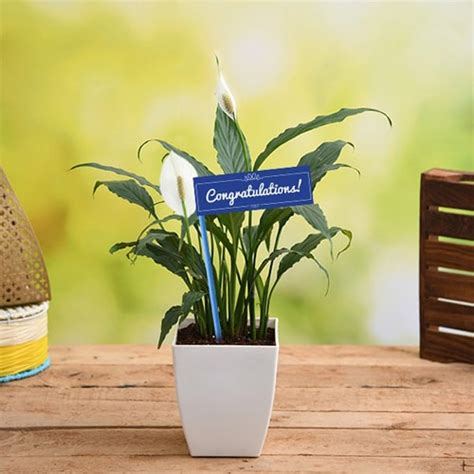 Send Indoor Plants Gift Online in Delhi- Free Plants Delivery | Phoolwala