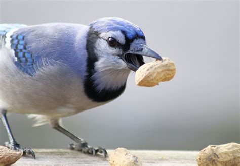 Which Wild Birds Eat Peanuts? A Backyard Feeding Guide