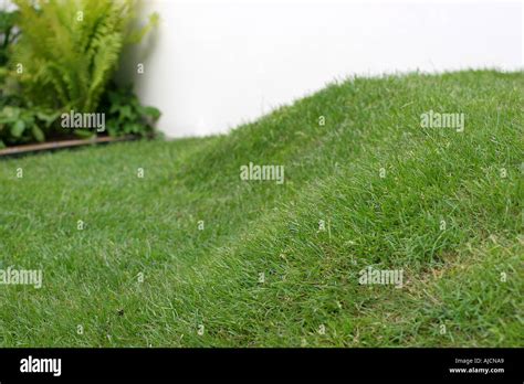 HE WISHES FOR THE CLOTHS OF HEAVEN DESIGNER JULIE ZELDIN CHELSEA FLOWER ...