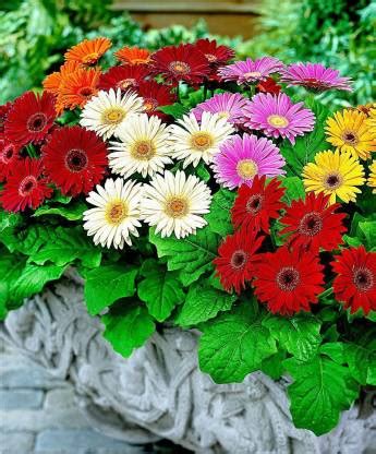 XOVO Exotic Gerbera Mix Flower Seed Price in India - Buy XOVO Exotic ...