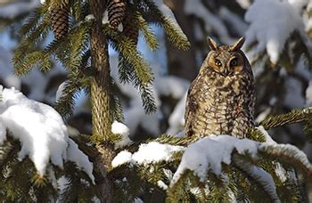 Try winter birding, snowshoeing and more at Winter Wonderland getaway