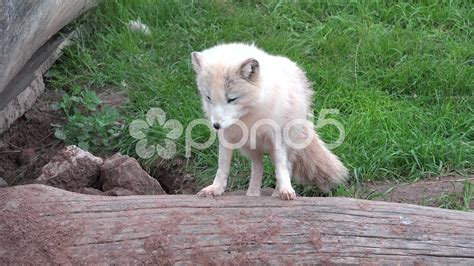 Cute Arctic Fox In The Summer