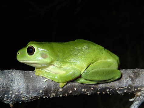 Green Tree Frog 的图像结果